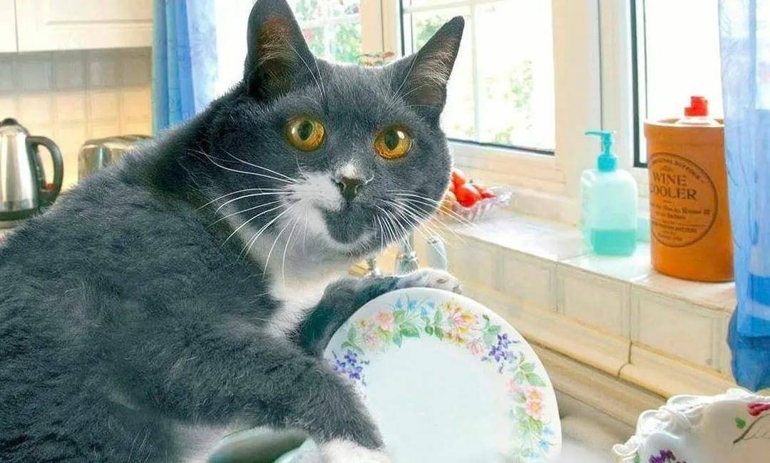 Почему кошки после того, как поедят, закапывают еду и скребут пол рядом с миской?