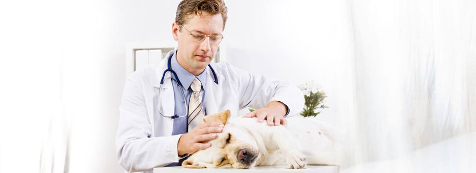 Усыпление собак: таблетки, на дому, стоимость процедуры, процесс