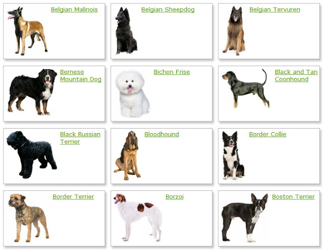 Английские породы собак – самая большая группа признанных пород (+ фото)