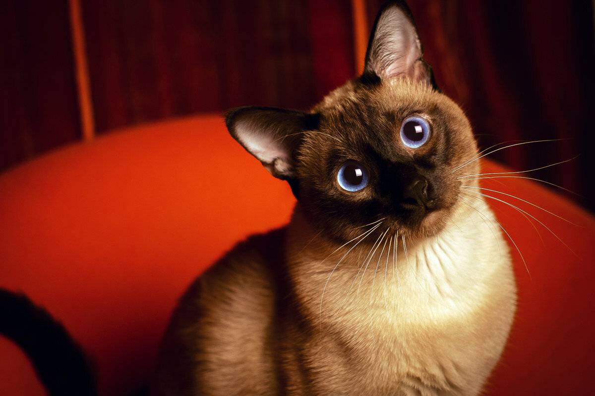 Кот с большими глазами: знаменитости и обзор пород