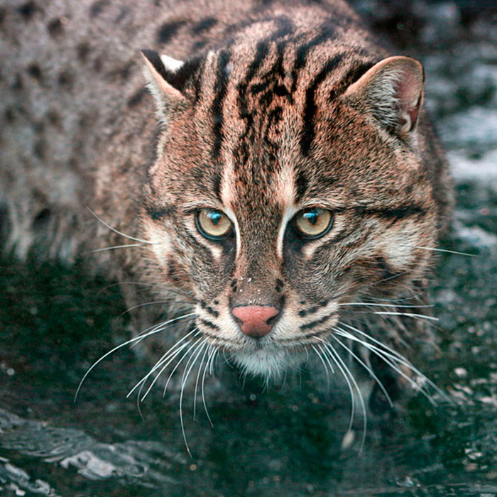 Кот-рыболов - кошачьи | некоммерческий учебно-познавательный интернет-портал зоогалактика