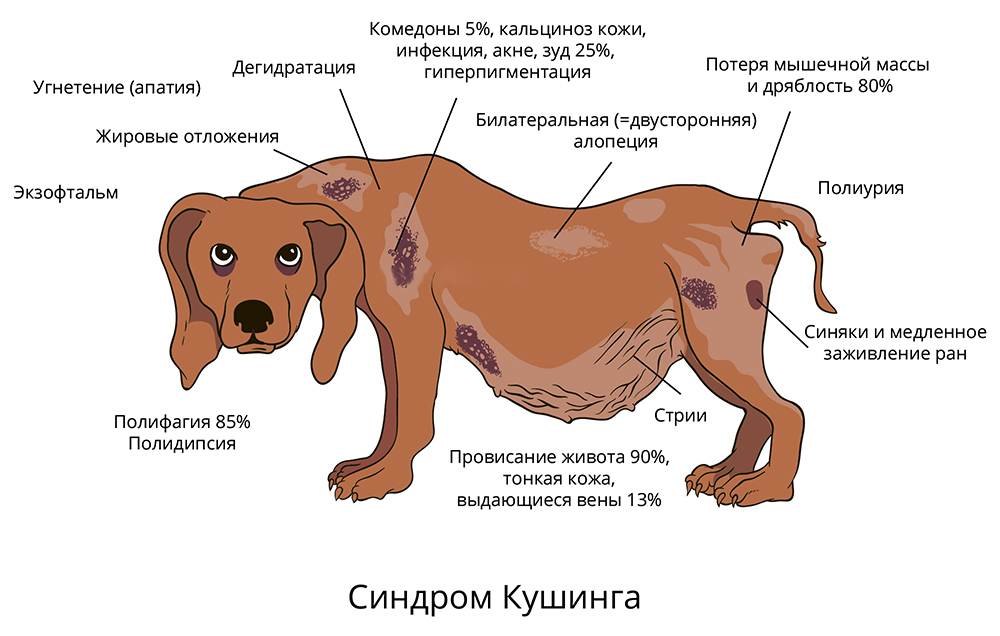Шишки у собаки на теле: виды, симптомы, причины, лечения