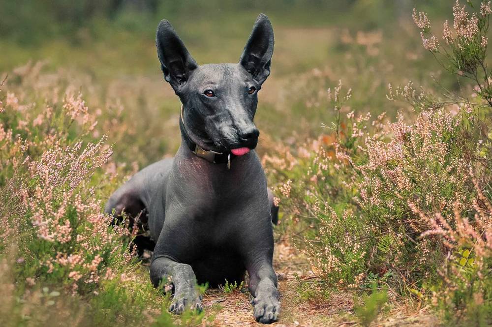 Обзор самых редких пород собак в россии и во всем мире: необычные виды