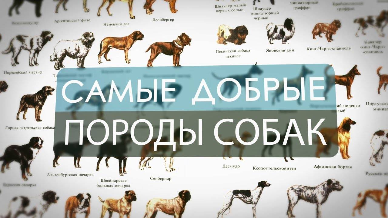 Топ-10 самых умных и преданных собак в мире из маленьких, средних и больших пород и пород для содержания в квартире: породы с фотографиями и названиями. какая порода собак самая умная и преданная: рей