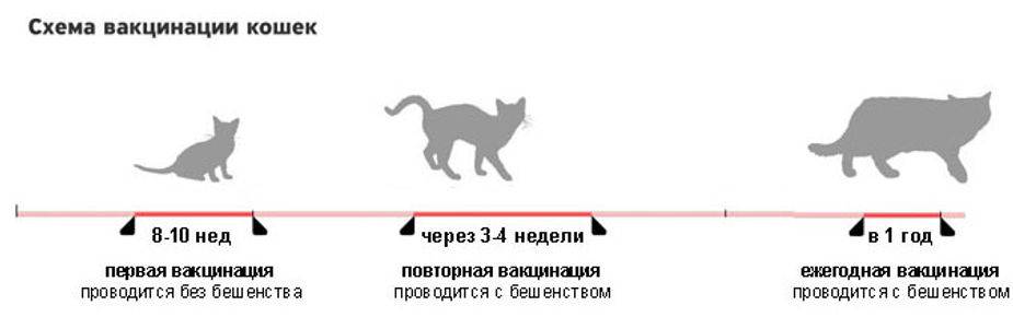 Прививки котятам: когда делать, как подготовить