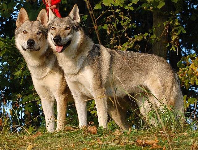 Вольфхунд (волкособ) — волкоподобная собака в домашних условиях