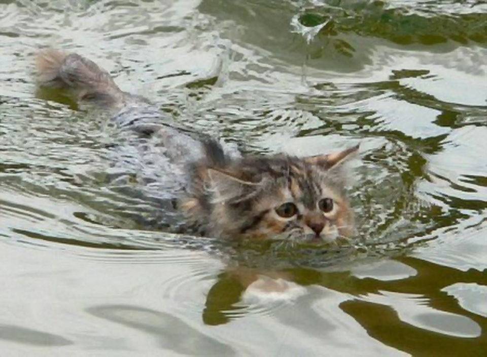 Кошка любил плавать. Кот плывет. Котенок плавает. Кот плавает в воде. Котенок тонет.