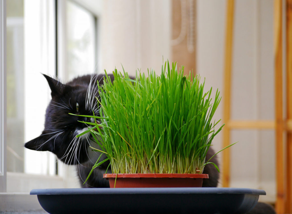 Какую траву едят кошки?