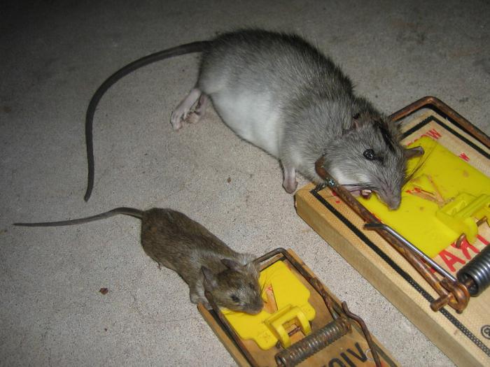 Как поймать крысу на даче, в доме: самодельные способы и ловушки