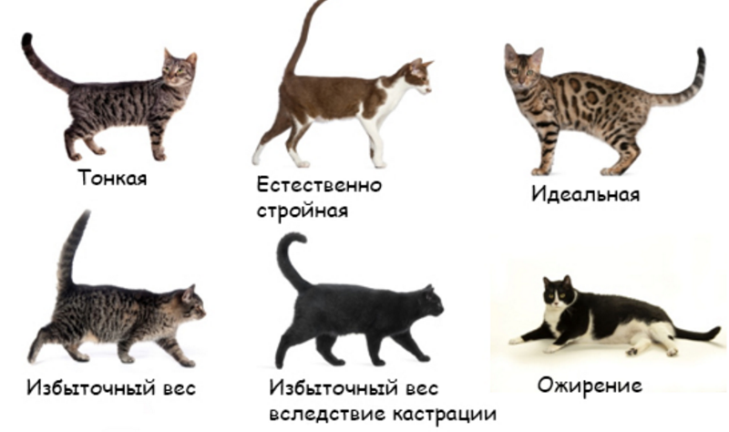 Размер домашней кошки. Нормальное Телосложение котенка. Рост котенка по месяцам. Форма тела кошки. Вес кота.