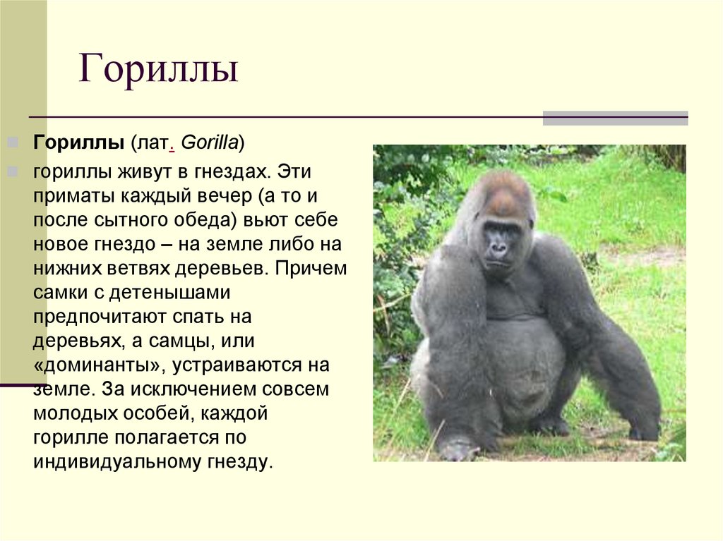 Гориллы: характеристика, подвиды, среда обитания, размножение