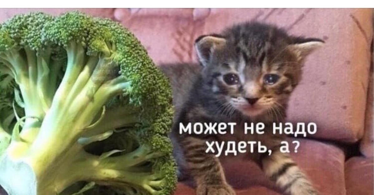 Можно ли кошкам давать овощи: сколько, как часто и в каком виде | hill's