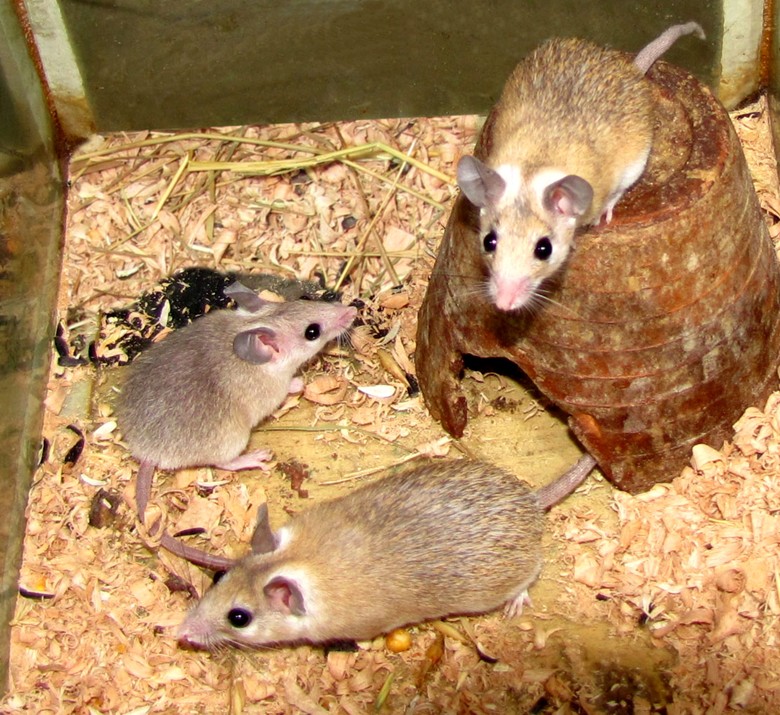 Египетские мыши. иглистая мышь. описание и приручение. жизнь в природе