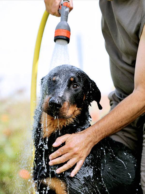 Оказываем помощь для собаки в сильно жаркую погоду в домашних условиях