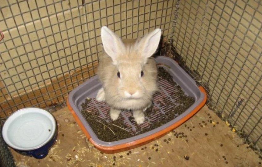 Как приучить декоративного кролика ходить в туалет в лоток: пошаговая инструкция