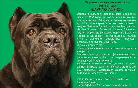 Порода собак кане-корсо: характеристики, описание, сколько живут, болезни , характер и особенности