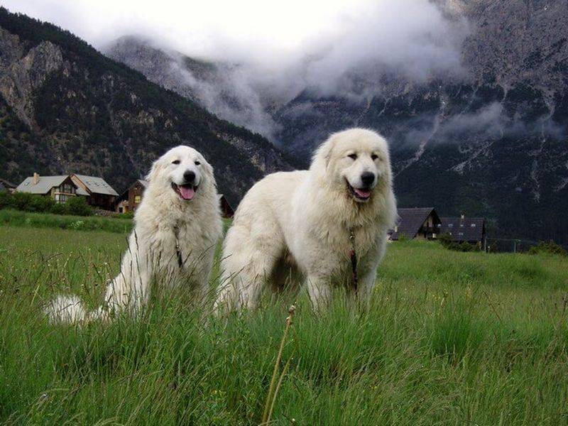 Пиренейская горная собака | собаки вики | fandom