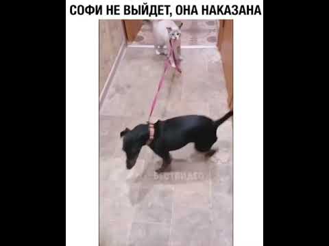 Как наказать кота