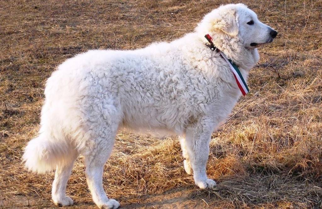 Кувас (фото): невероятно красивая и свободолюбивая собака