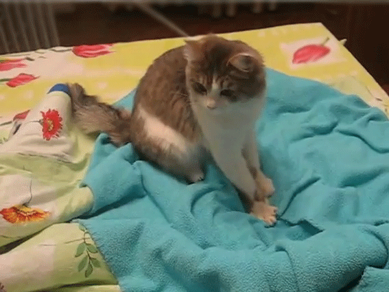 Котики мнут лапками одеяло. Кот топчется. Лапка котика топчет одеяло. Котик мнёт плед. Почему коты топчутся лапами