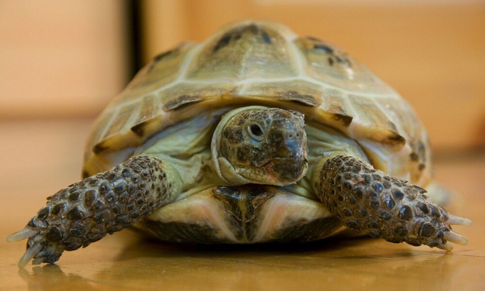Черепаха домашнее фото