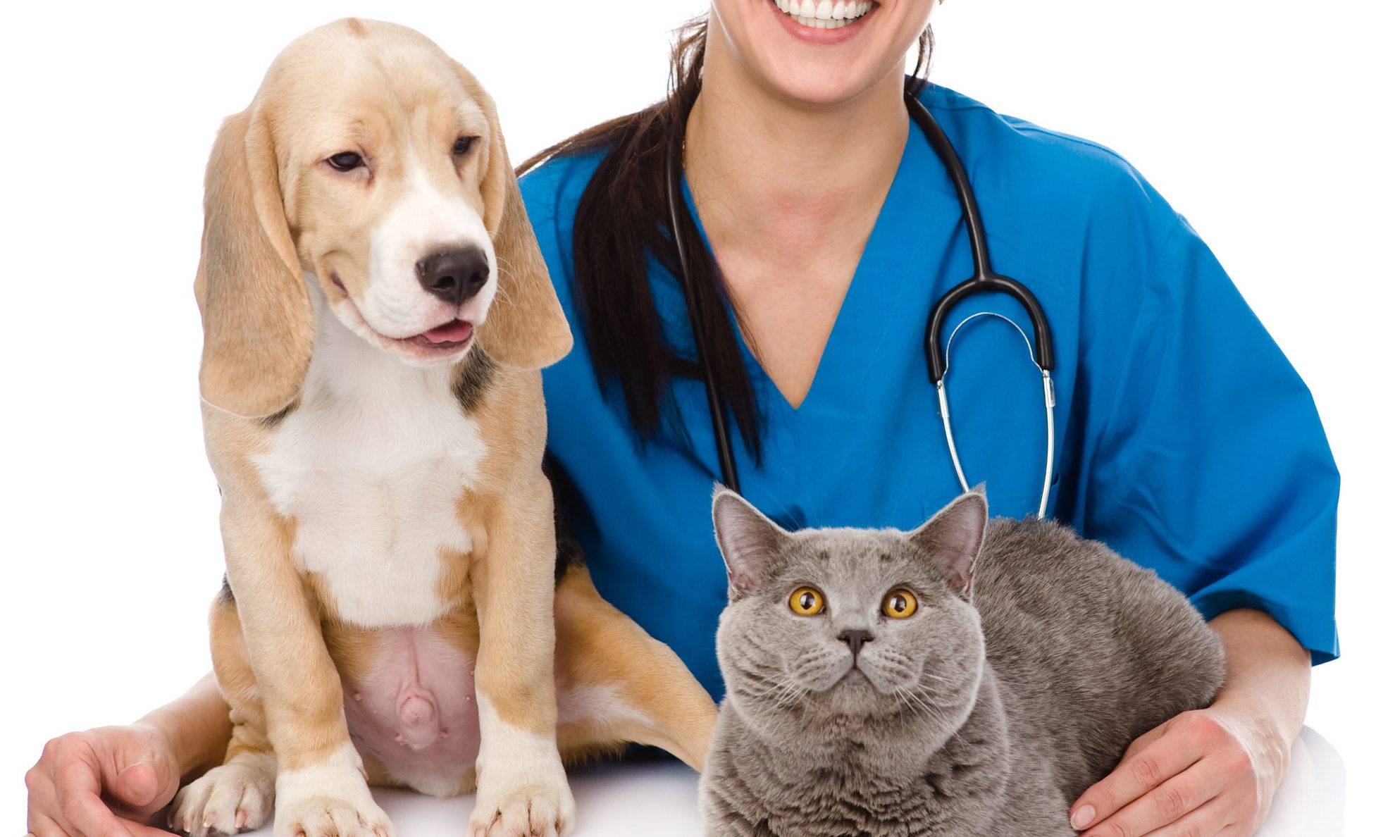 Как кошки лечат людей каких болезней собаки лечат чем полезно общение