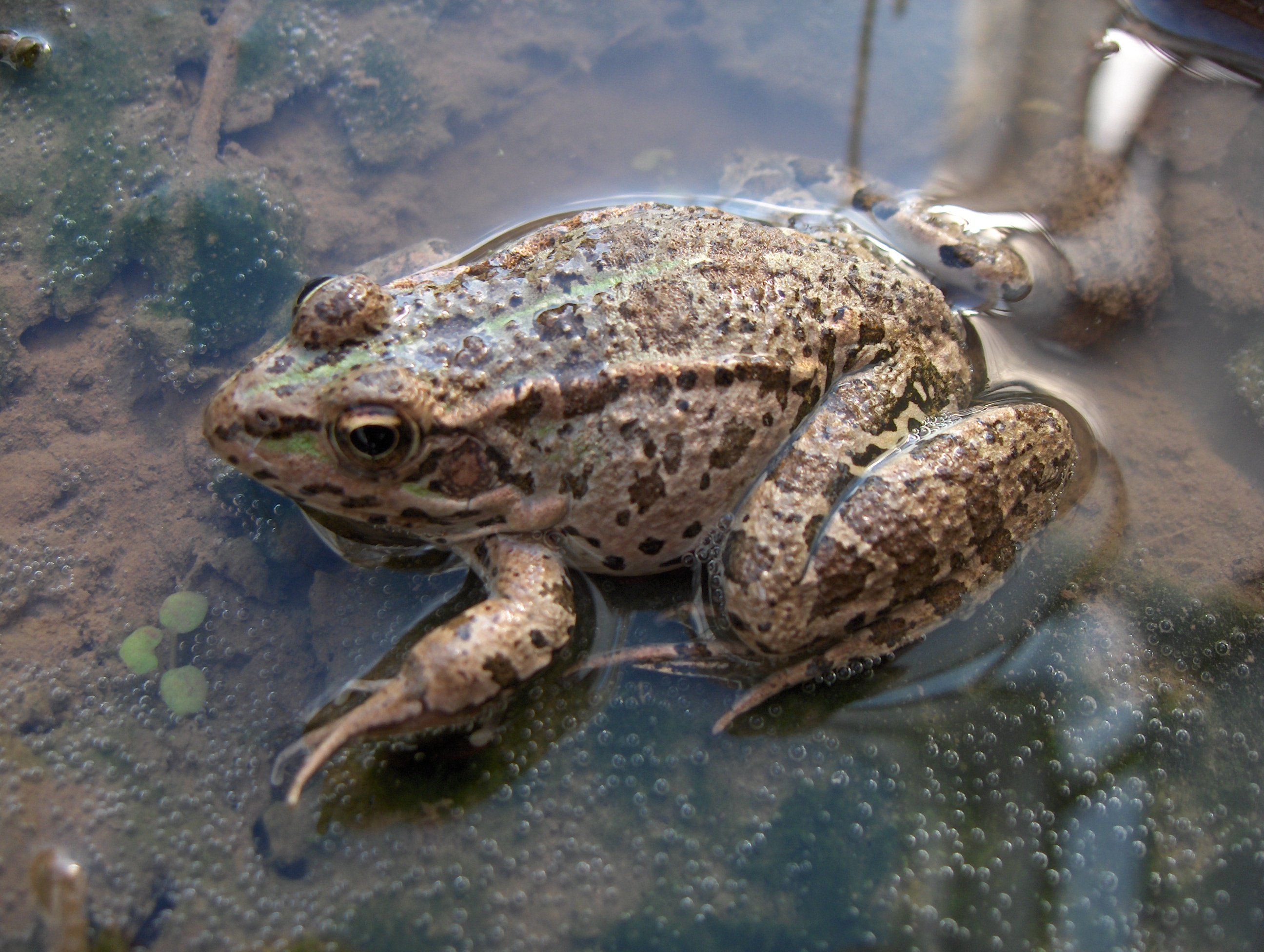 Bufo bufo — серая или обыкновенная жаба
