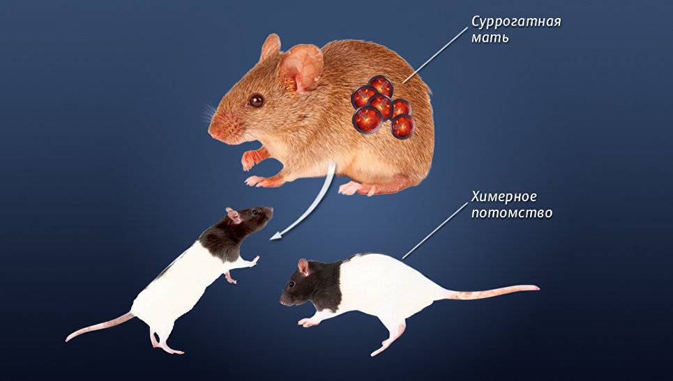 Чем отличается мышь от крысы (разница) — 5 отличий, взрослых особей и детенышей