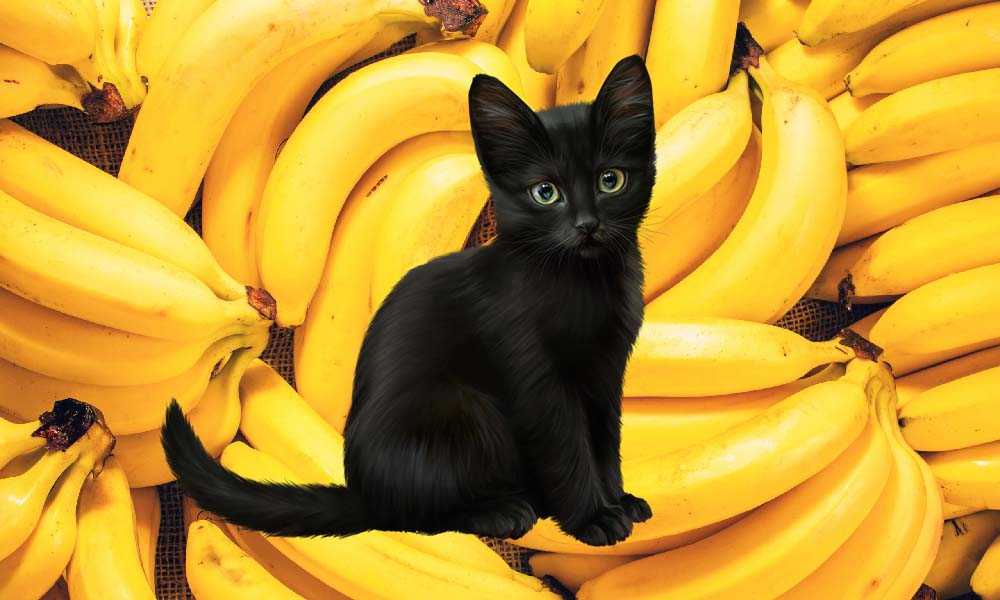 Можно ли кошкам банан. Банановая кошка. Коты бананы. Почем бананы кот. Бывает банановая кошка.