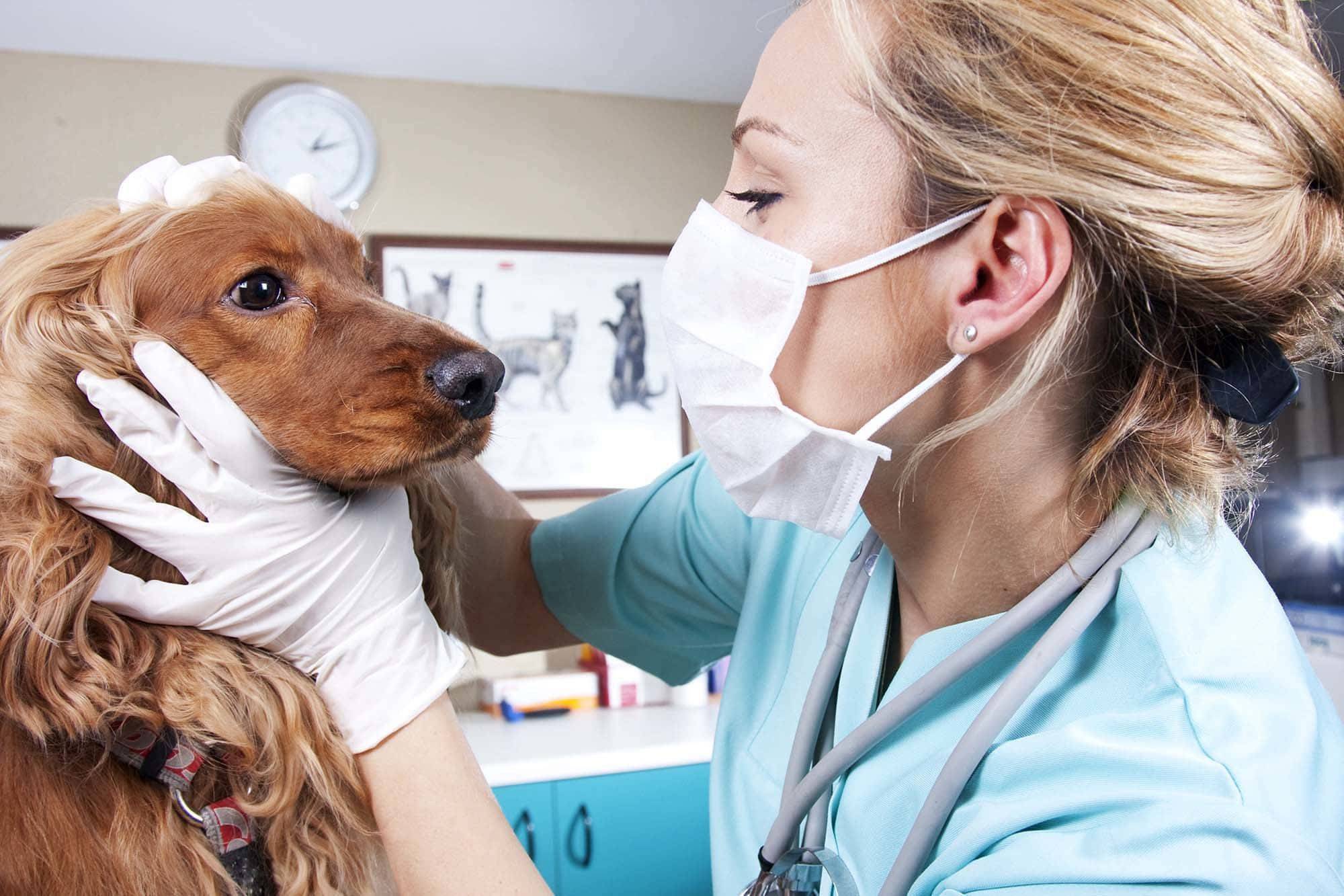 Собакотерапия. как собаки лечат людей? | блог ветклиники "беланта"