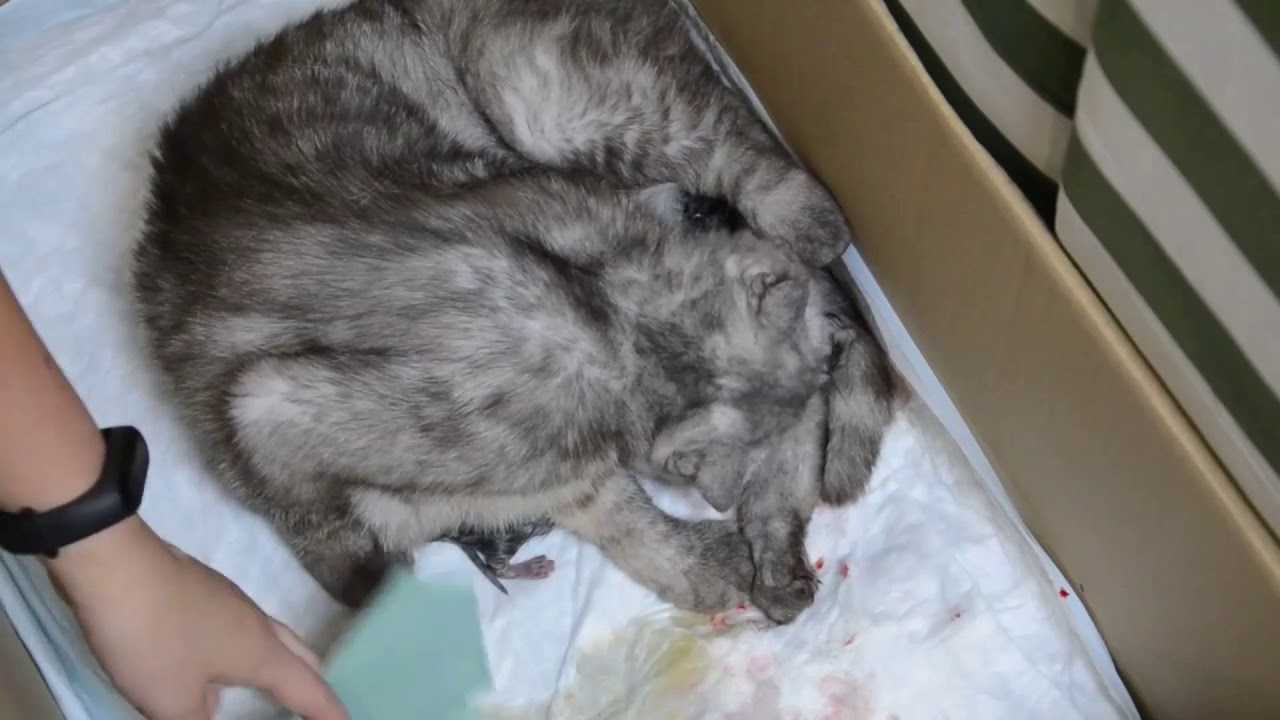 Нужно ли помогать кошке рожать? описание первых родов и что делать +видео и фото