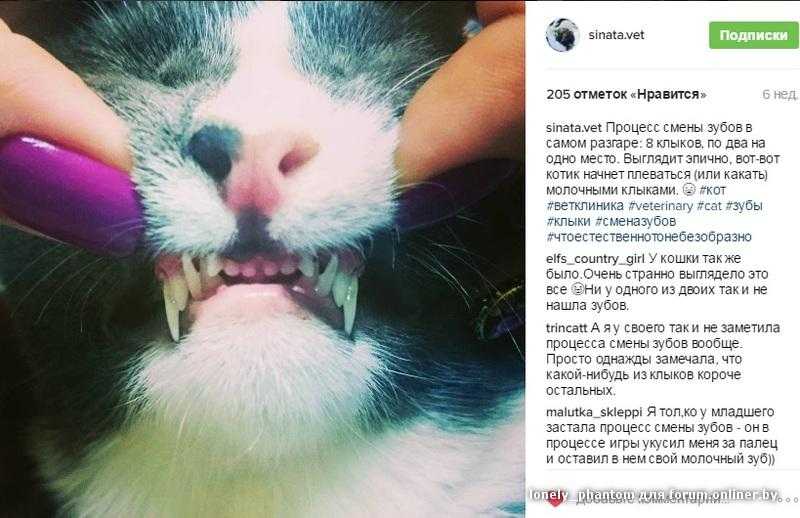 Как и когда происходит смена зубов у котят