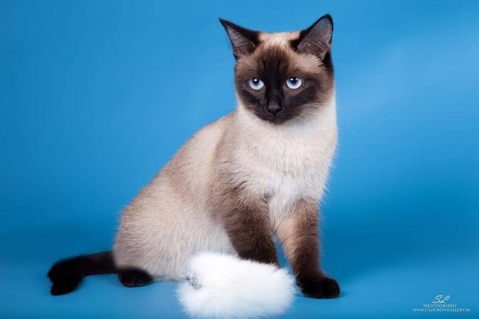 Тайская кошка: описание породы и характера, отзывы
