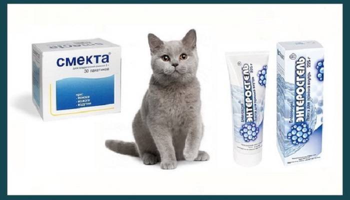 У кота понос и рвота, чем лечить и что с этим делать