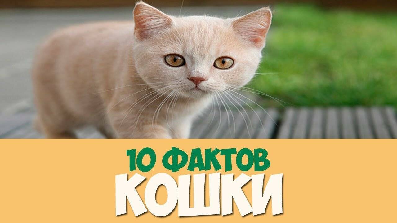 Всё о кошках