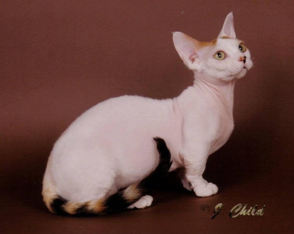 Минскин – кошка-такса или маленький хоббит