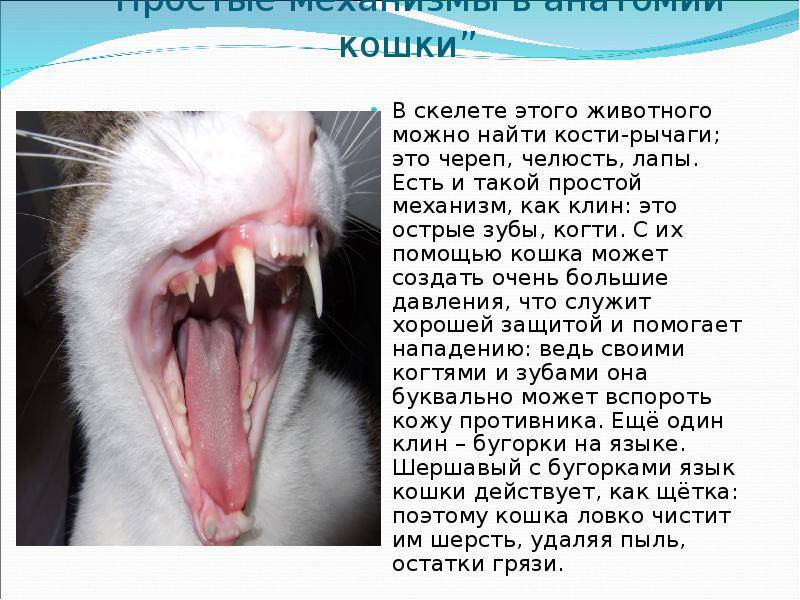 Выпадают ли молочные зубы у котят