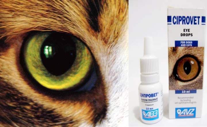 Разновидность глазных капель для кошек и котят, а также их применение: описываем развернуто