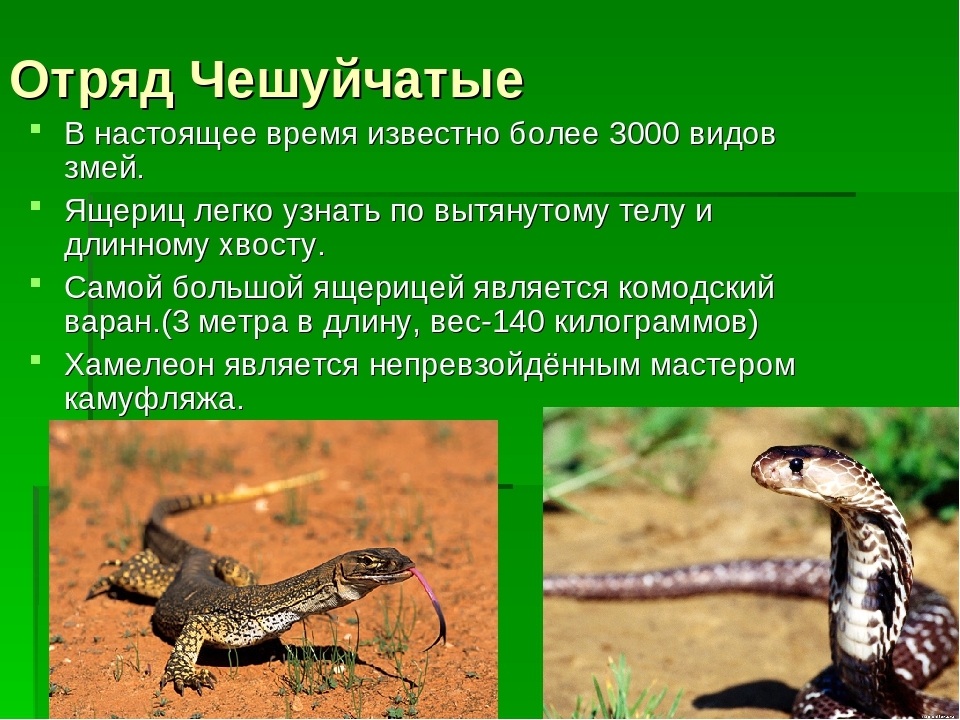 Змеи какой отряд. Отряд чешуйчатые подотряд змеи представители. Биология 7 класс отряд чешуйчатые (ящерицы)-. Класс рептилий и пресмыкающихся отряд чешуйчатые. Отряд чешуйчатые ящерицы и змеи.