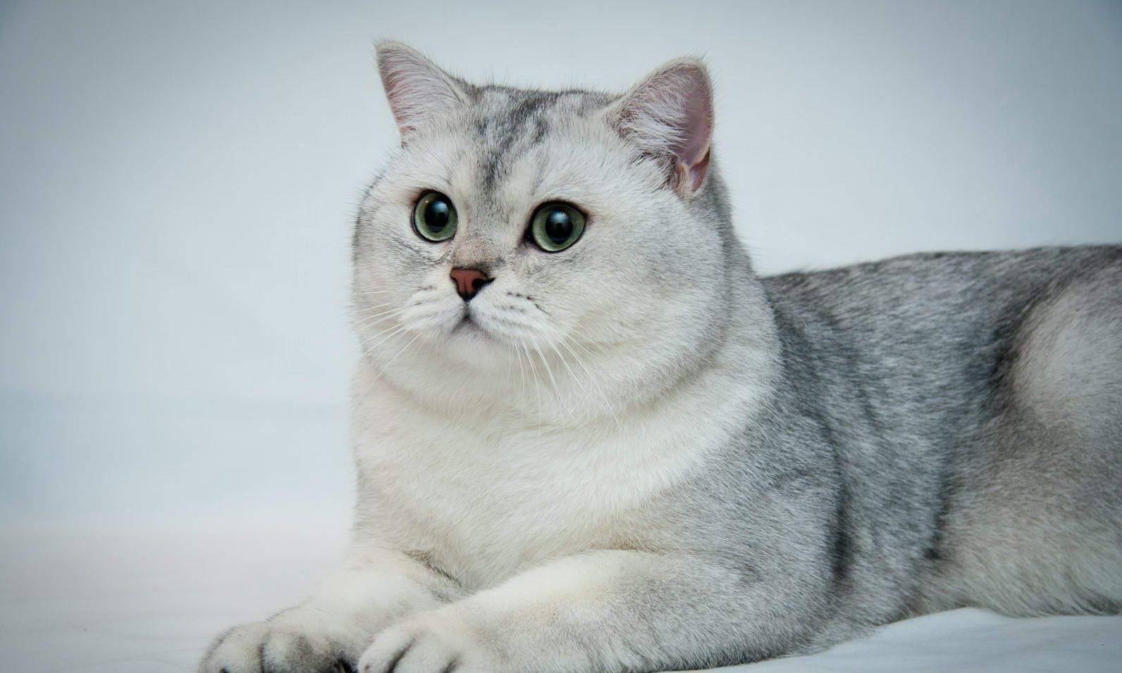 Шиншилла (кошка) – подробная информация от а до я