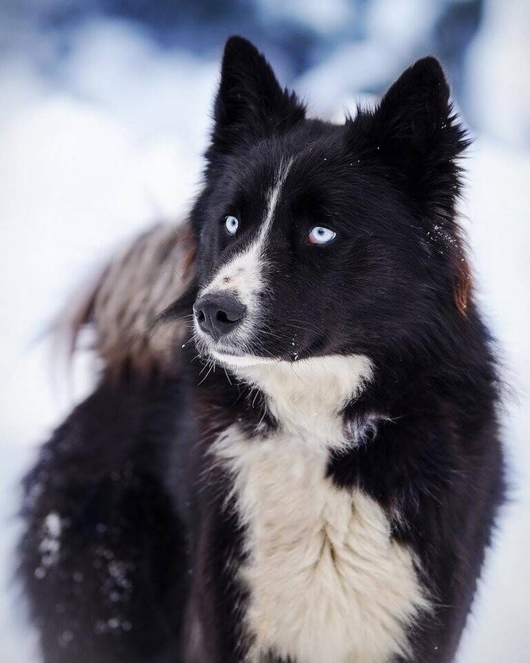 Якутская лайка: фото, описание, содержание и уход за собакой с голубыми глазами