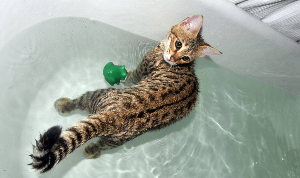 Почему кошки боятся воды и коты которые любят купаться