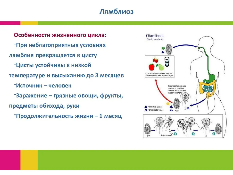 Лямблиоз у собак