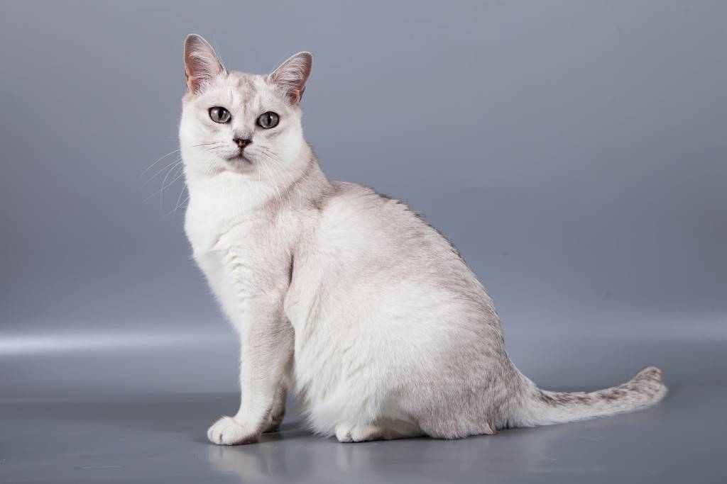 Бурмилла кошка - описание породы, характер и уход