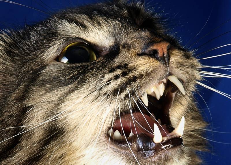 Болезни зубов у кошек, симптомы и лечение в домашних условиях: что делать, если у кота болят зубки?