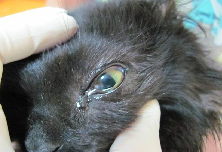 Болезни глаз у кошек - причины, симптомы, лечение