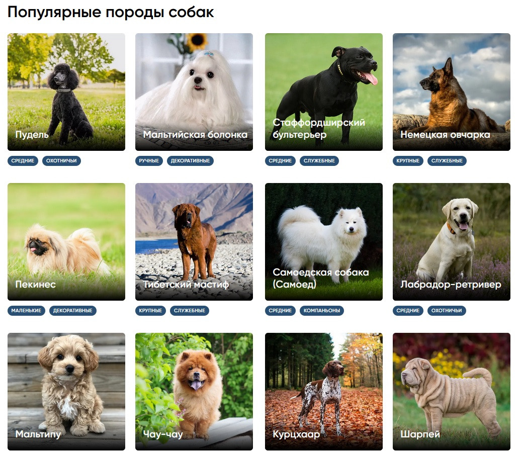 Самые редкие собаки: 100 пород, не распространенных в мире и в россии