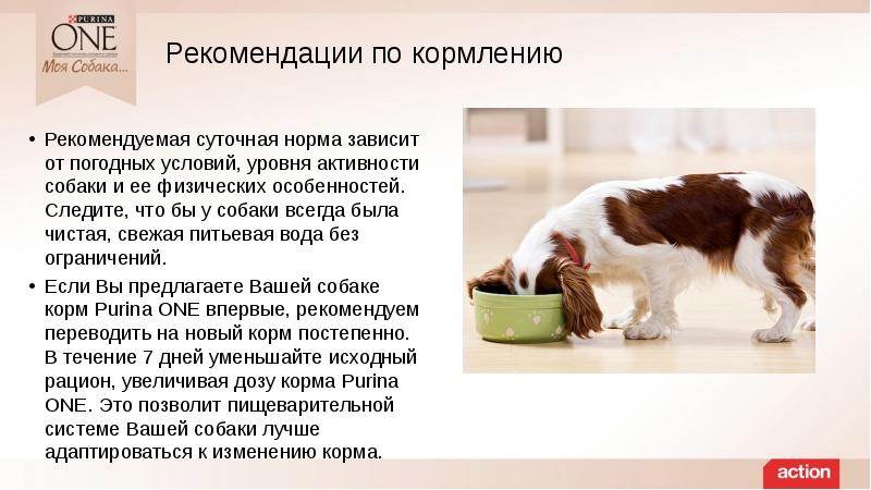 Как перевести собаку на сухой корм
