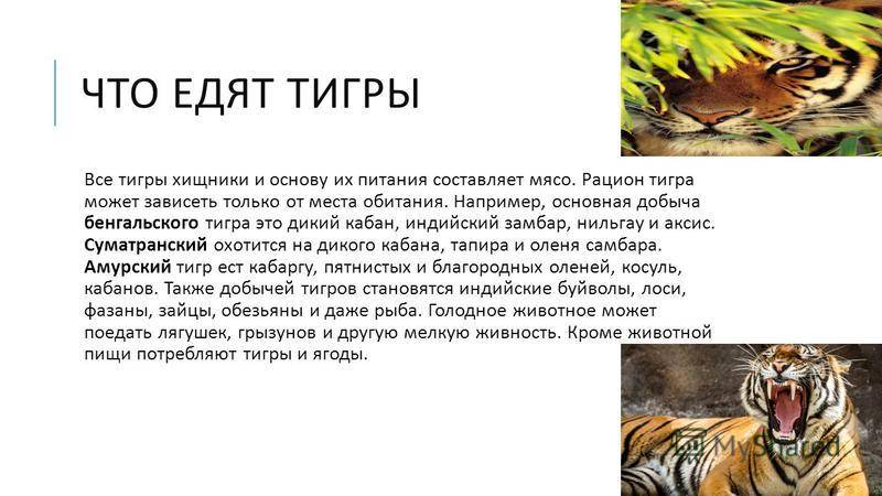 Черноногая кошка: описание, внешний вид, характер, ареал обитания, цена