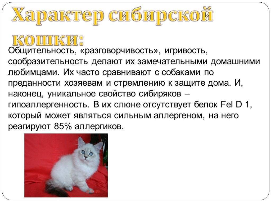 Характеристика сибирской породы котов: характер бухарской кошки